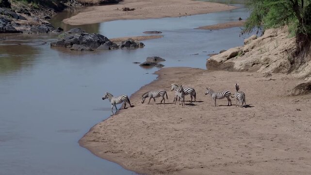 A herd of zebras drinking and playing at a watering hole.