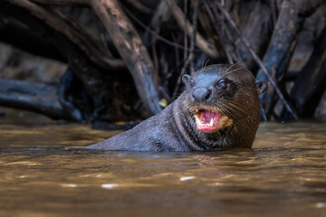 Naklejka premium Giant Otter - Pteronura brasiliensis, large fresh water carnivore from South American rivers, Pantanal, Brazil.