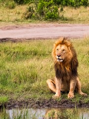 African male lion resting by water during safari in Kenya © Michael