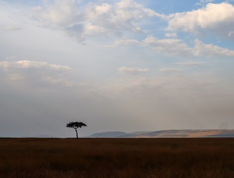 Acacia tree standing alone in Kenya savanna landscape