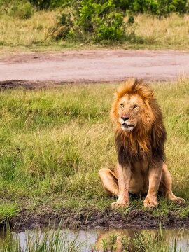 African male lion resting by water during safari in Kenya