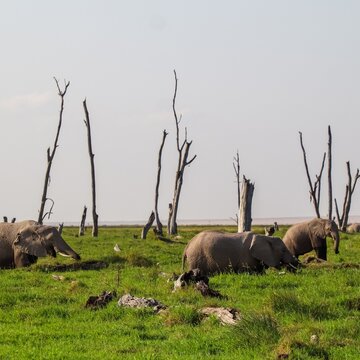 Elephants feeding in green plains with dead trees