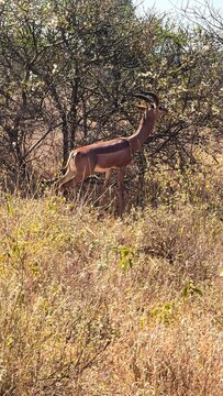 Impala standing in dry grass on an African savanna