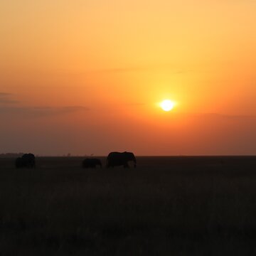 Elephant family walking across savanna during sunset