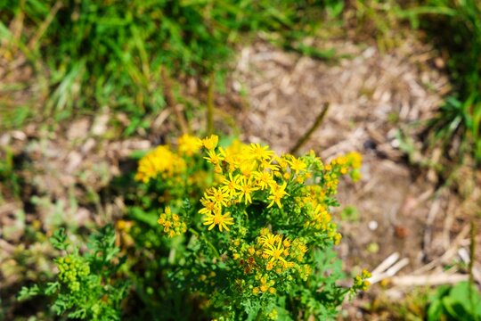 Wild yellow flowers blooming in green natural environment