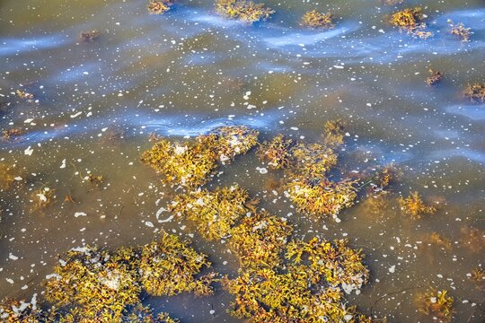 Floating brown algae and foam on murky water surface