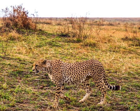 Cheetah walking across dry African savanna grassland