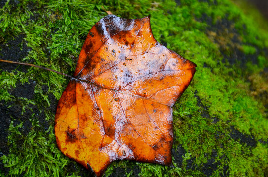 autumn leaf on the ground