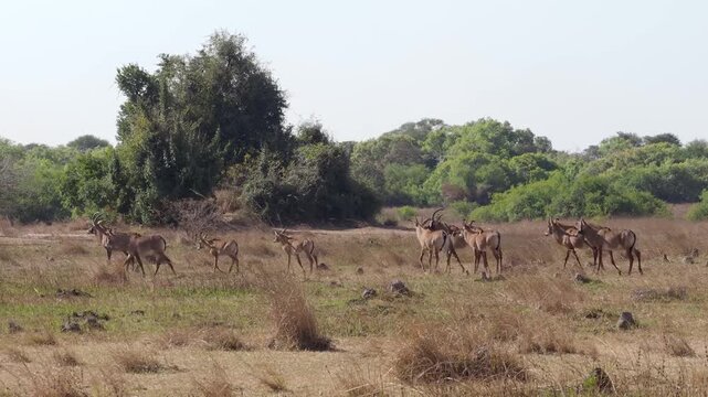 The roan antelope (Hippotragus equinus). A wild animal grazes in an open meadow area.