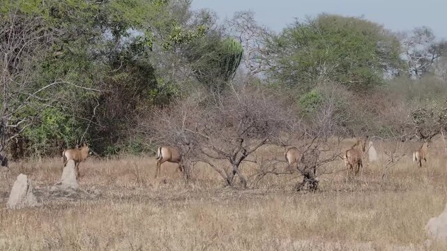 The roan antelope (Hippotragus equinus). A wild animal grazes in an open meadow area.