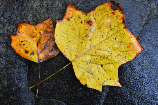 Wet autumn leaf on the ground