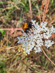 tree bumble bee collecting nectar from a small white umbel flowers © Tatjana