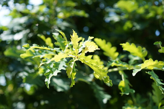 Junge gr&uuml;ne Bl&auml;tter einer Stiel-Eiche (Quercus robur) im Sommer im Sonnenlicht