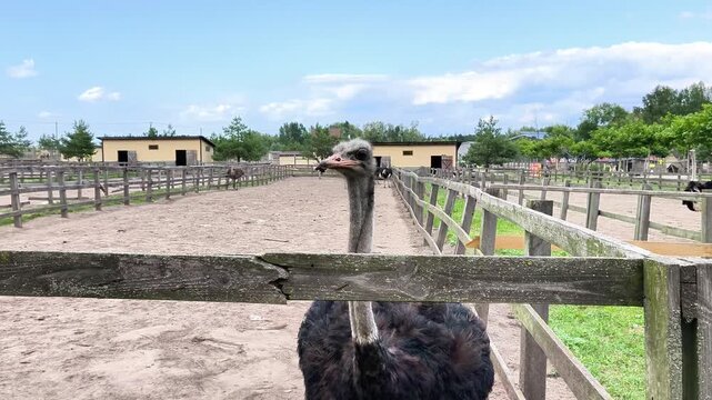 Portrait of an ostrich looking directly at the camera from behind a wooden fence. Curious flightless bird at a rural farm, wildlife, agriculture and family tourism concept.