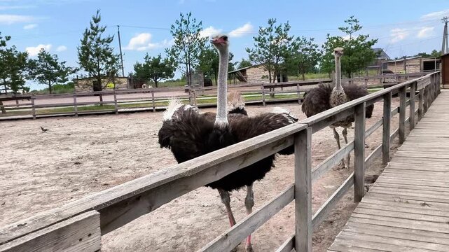 Ostrich standing near a wooden fence and looking toward visitors at an ostrich farm. Large exotic bird in a rural petting zoo, agriculture, ecotourism and animal care concept.
