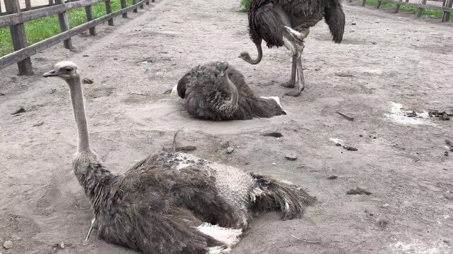 Adult ostrich walking past another resting ostrich inside a farm enclosure. Natural behavior of flightless birds in a rural agricultural setting, farming and wildlife concept.
