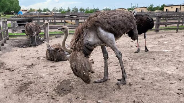 Adult ostrich walking through a sandy enclosure at an ostrich farm. Close-up of a large flightless bird in a rural agricultural environment, farming and wildlife concept.