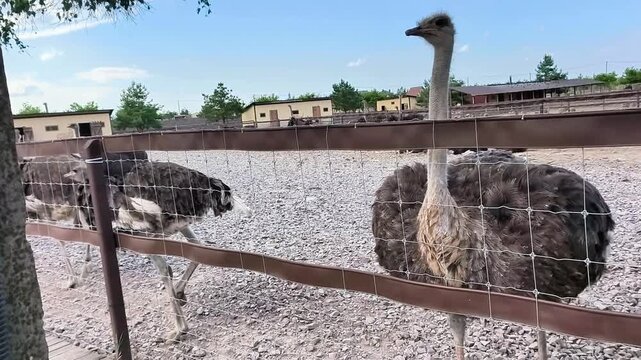 Close-up of ostriches standing behind a wooden fence at an ostrich farm on a sunny summer day. Curious flightless birds in a rural petting zoo, agriculture, farming and wildlife concept.