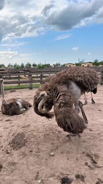 Young ostrich walking on sandy ground inside a farm enclosure on a sunny day. Close view of a curious flightless bird, rural agriculture, livestock breeding and wildlife photography.
