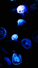 Bioluminescent blue jellyfish swimming in dark water for marine biology concept © GreenLiving