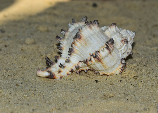 Macro photograph of spiky exotic sea shell Chicoreus murex lying on beach sand in natural light summer vacation and tourism travel concept
