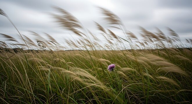 Tall grass blowing in the wind with a single purple flower in a field