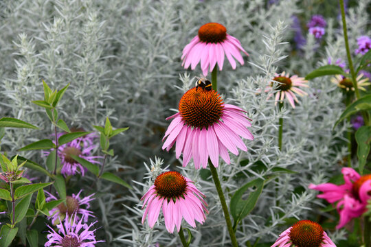 Auf einer gro&szlig;en Echinacea Bl&uuml;te sitzt eine Hummel und sammelt Nektar und Pollen