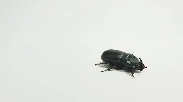Footage of a rhinoceros beetle walking isolated on white background