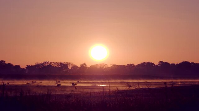 The sun rises over the savannah. In the background, morning haze is visible over swamp and antelopes grazing in the distance.