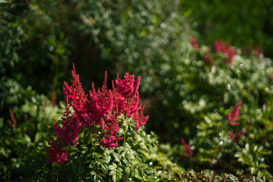 Japanese astilbe blooming in garden among lush green foliage  