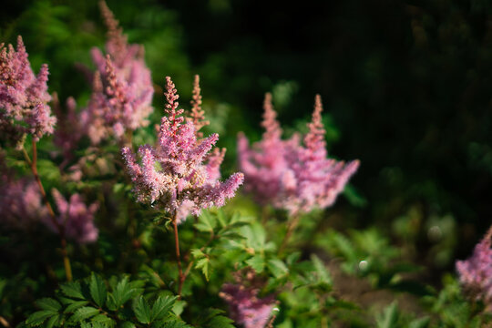 Japanese astilbe flowers blooming in garden during summer season  