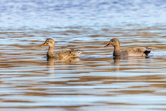 Gadwalls