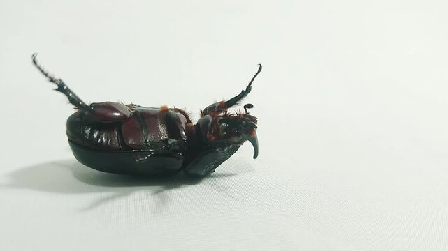Footage of horned beetle laying on its back isolated on a white background
