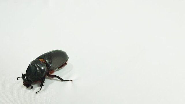 Footage of horned beetle laying on its back isolated on a white background