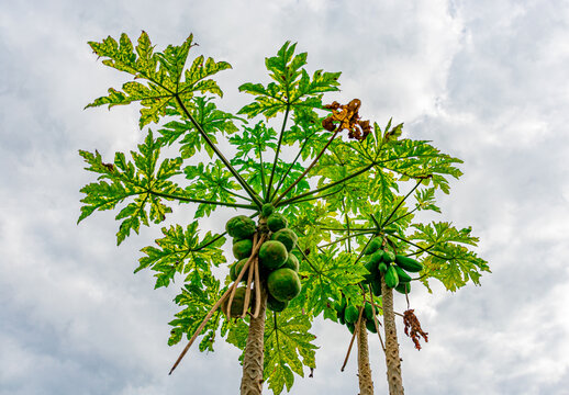 p&eacute; de mam&atilde;o com frutos