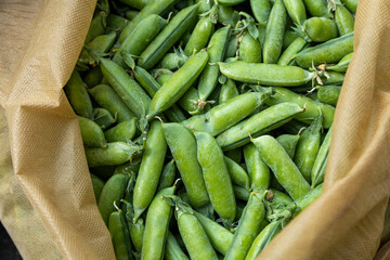 Freshly harvested green peas spilling out of a burlap sack © Shanon