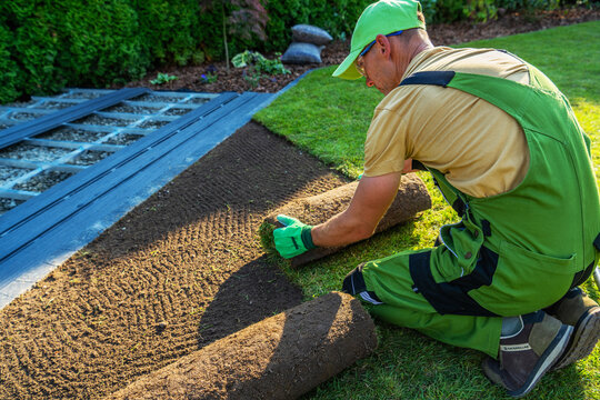 Gardener lays fresh sod on a lawn in a residential yard