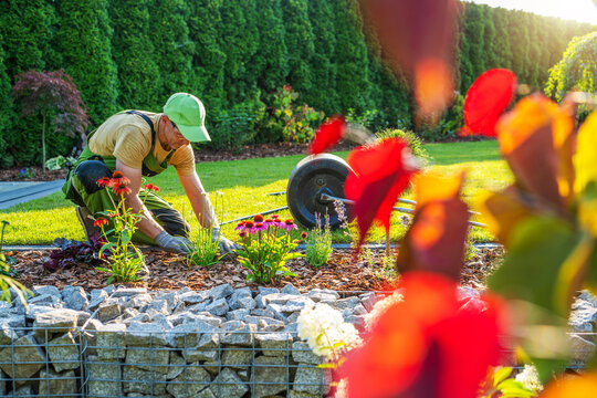 Gardener works in backyard planting flowers during sunny afternoon