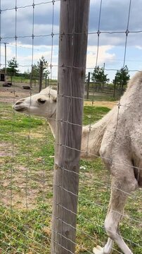 Camel walking along a wooden path inside a farm enclosure. Large desert mammal in a rural petting zoo, agriculture, ecotourism and wildlife conservation concept.