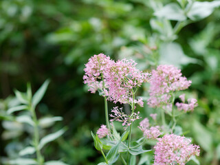 Obraz premium centranthus flowers in a meadow