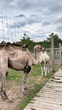 Two camels standing together inside a farm enclosure on a sunny summer day. Desert animals in a rural zoo, agriculture, tourism and exotic wildlife concept.