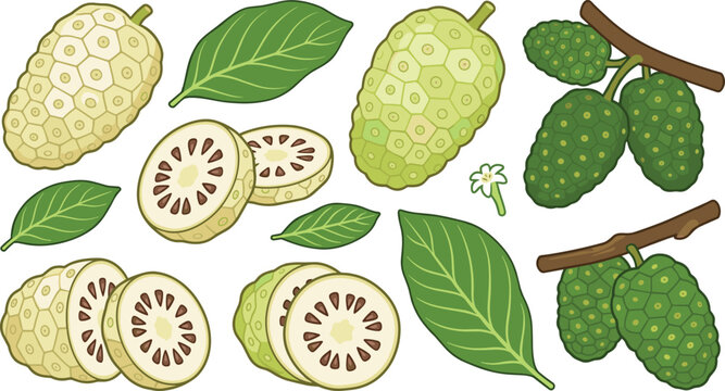 Fresh Noni Fruit Morinda Citrifolia Vector Illustration Set with Whole Fruits Slices Green Leaves and Blossoms for Healthy Herbal Product Layouts