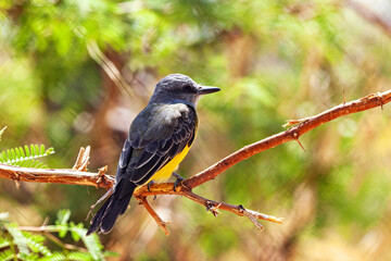 Fototapeta premium The purple-throated organist in the Caatinga, Brazil (Euphonia chlorotica)
