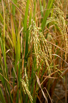 Rice Plants in the Longji Rice Terraces