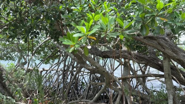 Green foliage of red mangrove (binomial name: Rhizophora mangle) swaying in a sea breeze above prop roots of these salt-tolerant coastal plants during slack tide along Sarasota Bay in Florida