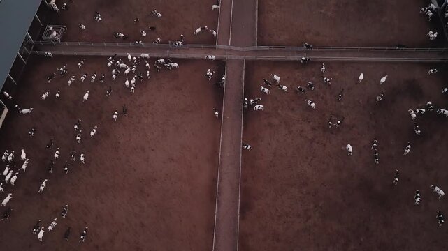 Modern Dairy Farm: Herds Resting in an Arid Rural Landscape