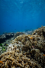 Small tropical fish swimming over a large hard coral reef in blue ocean. © PIPE DIVE UNDERWATER