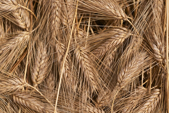 Close Up Texture of Dry Golden Wheat Spikelets Background