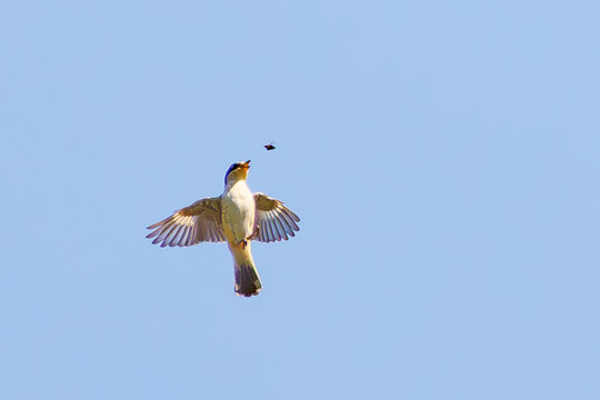 pie gri&egrave;che &agrave; tete rousse toutes ailes d&eacute;ploy&eacute;es chassant en vol un insecte