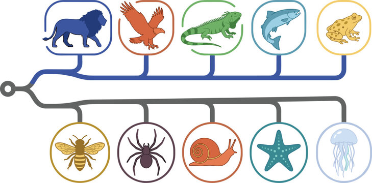Animal Evolution Classification Diagram Vector Featuring Mammals, Birds, Reptiles, Fish, Amphibians, Invertebrates, and Biological Taxonomy Educational Illustration